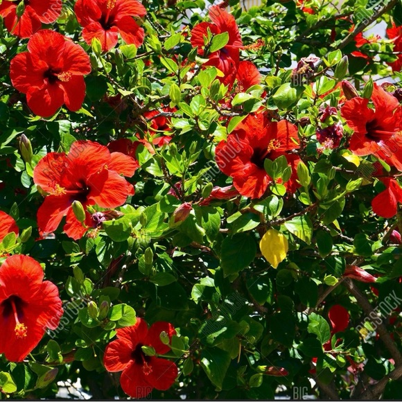 Meet your Posher, Leila - Picture 6 of 12